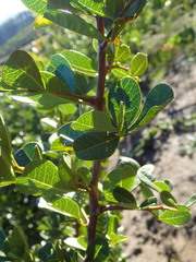 Searsia laevigata laevigata