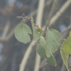 Ipomoea populina