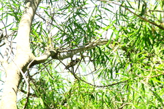 Myiarchus swainsoni