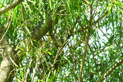 Myiarchus swainsoni