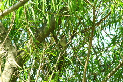 Myiarchus swainsoni
