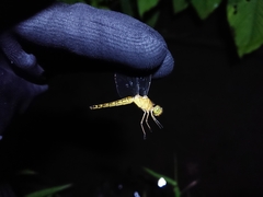 Neurothemis terminata