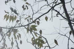Zanthoxylum arborescens
