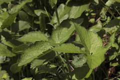 Arafoe aromatica