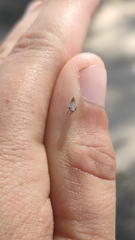 Membracoidea