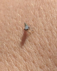 Membracoidea