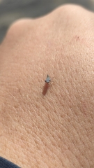 Membracoidea