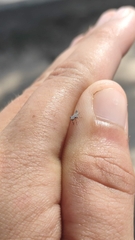 Membracoidea