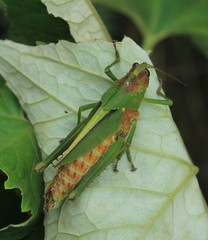Agriacris
