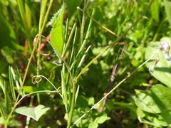 Vicia parviflora