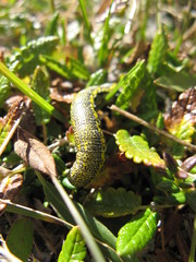 Lycia alpina