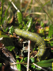 Lycia alpina