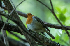 Erithacus rubecula rubecula