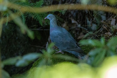 Columba trocaz