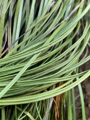 Vittaria lineata image