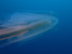 Leucothea multicornis