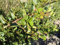 Searsia laevigata laevigata