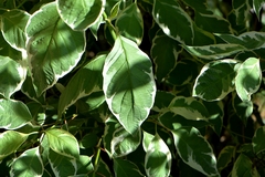 Cornus alba