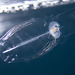 Common Salp - Photo (c) Stergios Vasilis, some rights reserved (CC BY-NC-ND), uploaded by Stergios Vasilis