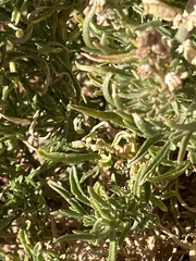Reseda stenostachya