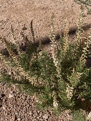 Reseda stenostachya