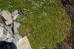 Anisotome imbricata prostrata