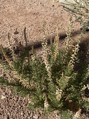 Reseda stenostachya
