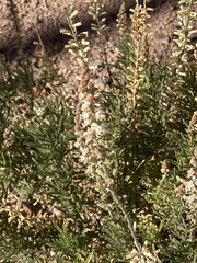 Reseda stenostachya