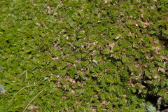 Anisotome imbricata prostrata