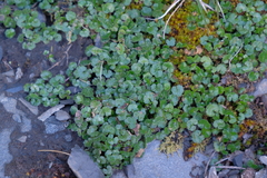 Azorella haastii