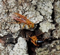 Agelaia constructor