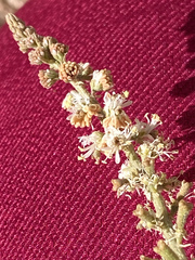 Reseda stenostachya