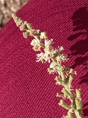 Reseda stenostachya