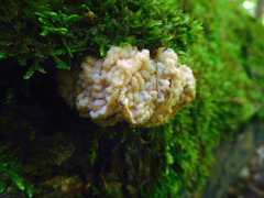 Carcinomyces effibulatus