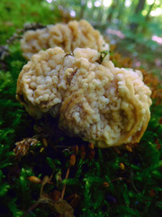 Carcinomyces effibulatus