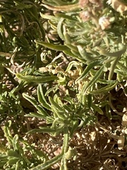 Reseda stenostachya