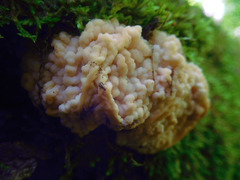 Carcinomyces effibulatus