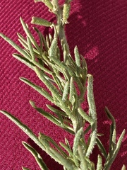 Reseda stenostachya