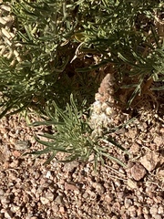 Reseda stenostachya