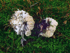 Carcinomyces effibulatus