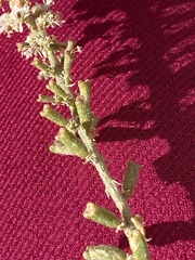 Reseda stenostachya