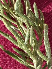 Reseda stenostachya