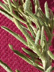 Reseda stenostachya