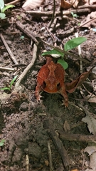 Proceratophrys cristiceps