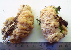 Carcinomyces effibulatus