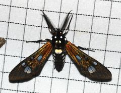 Phaio sylva