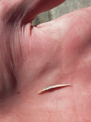 Asteromyia chrysothamni