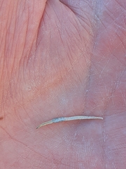 Asteromyia chrysothamni