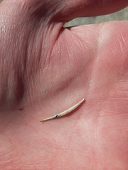 Asteromyia chrysothamni