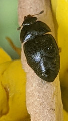 Coleoptera